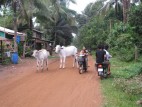 Ecological Tourism and Development in Chi Phat, Cambodia