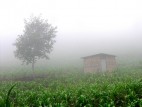 As Biofuel Demand Grows, So Do Guatemala’s Hunger Pangs