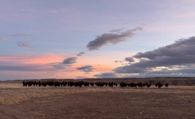The Buffalo’s Return: New Partnerships Boost Indigenous-led Conservation in Tribal Lands