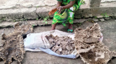 Ofir Drori on how EAGLE Confronts the Criminal Networks Driving Africa’s Wildlife Crisis